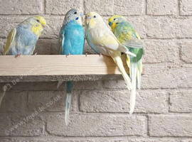 4 budgies for sale