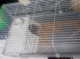 Guinea pig home 100