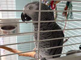 African gray Congo