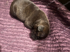 Puppy&rsquo;s for sale