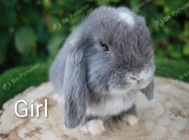 Pure bred mini lop baby rabbits