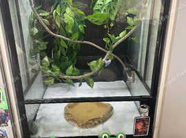 6 red eye tree frogs and enclosure