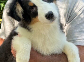 6 month old Australian shepherd boy pup