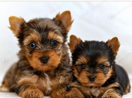 BLUEBERRY MERLE & BLACK BOYS