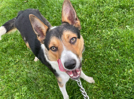 Tri colour male border collie