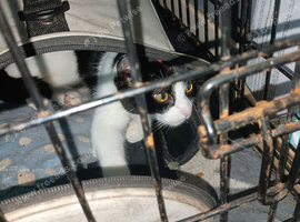 Rehoming a kitten