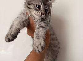Maine Coone kittens