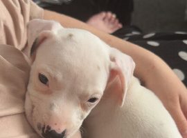 dachound/american bully