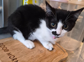 Female kitten