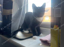 Felix