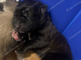 GsdXCane Corso puppies