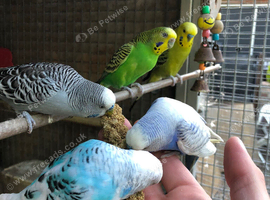 Hand Tamed Budgies For Sale In 4 Colours Going Quick!