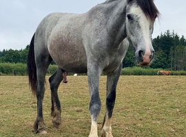 PRE Fusion yearling gelding, Traditional Cob x Andalusian BAPSH registered