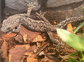 South West Spiny Tail Gecko (Strophurus Springerus) at Birmingham Reptiles