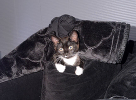 Tuxedo kitten