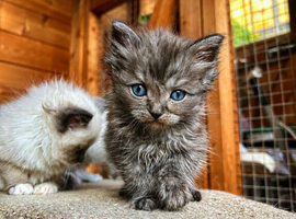 Ragdoll kittens
