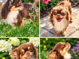 Longhaired chocolate and tan chihuahua