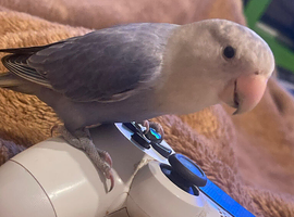 Fully tamed lovebird
