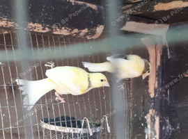 Canaries