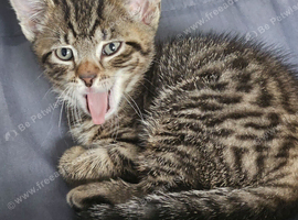 Bengal/mixed tabby