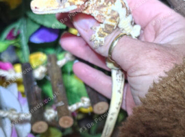 Lily white crested gecko male