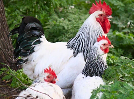 Light Sussex hatching eggs