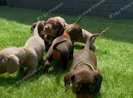 5 miniature dachshund puppies