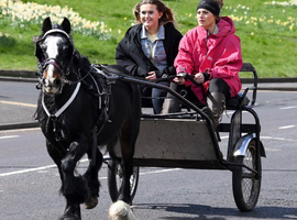 Sally 12 year old 11.2hh cob mare