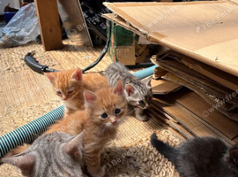 Adorable Bengal Kittens Fully Heath-checked