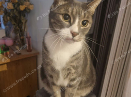 Neutered male bengal cross