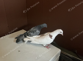 Young bonded pair of pigeons