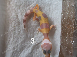 Leopard gecko babies mixed morphs