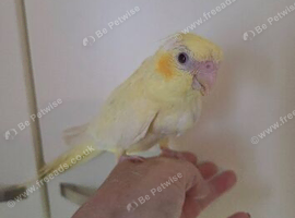 Hand reared cockatiels and conures