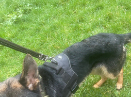 Yard shepherd