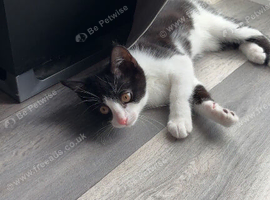 Make kitten