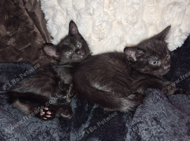 2 girl kittens