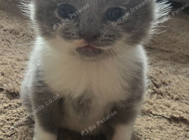 3 Sweet British Shorthairs