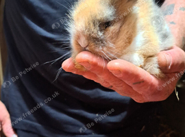 Lion head pure bred rabbits