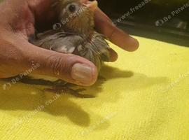 Hand-reared baby cockateils