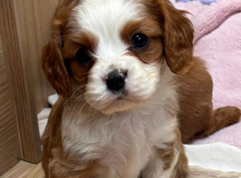 Beautiful cavalier puppies last boy and girl