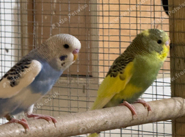 Baby budgies