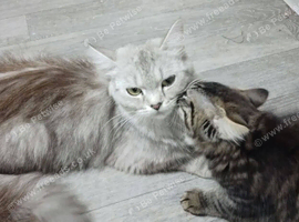 Maine coon cross Persian blue