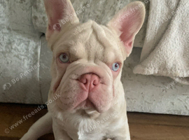 French Bulldog
