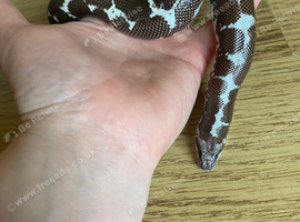 Sand boa