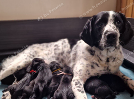 FANTASTIC SPRINGADOR PUPPIES