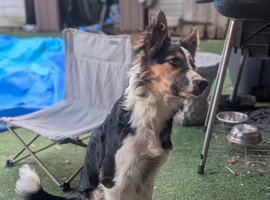 Male border collie puppy