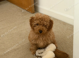 Gorgeous Red Male Maltipoo Puppy &ndash; 5 Months Old &ndash; Fully Vaccinated &ndash; Dunstable