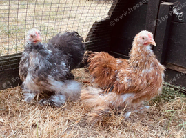 Silkie feathered Pekin girls