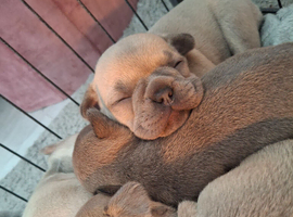French bulldog pups (kc reg )