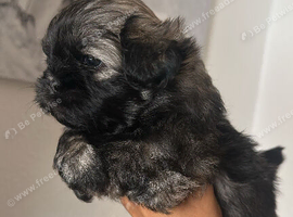 Shih-poo